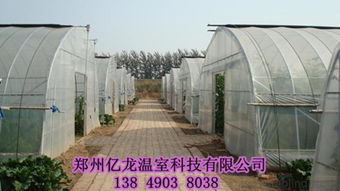 温室花卉大棚造价与选购全面指南