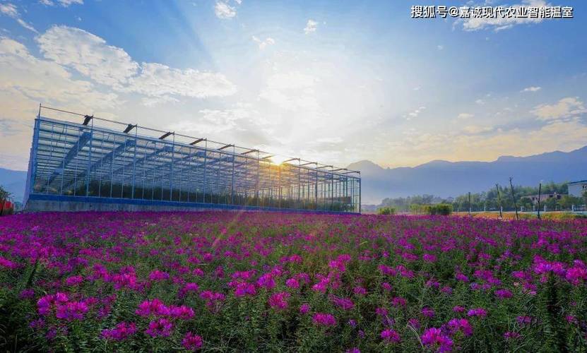 玻璃温室大棚价格真的很贵吗?看六米高的玻璃温室大棚一亩地造价_